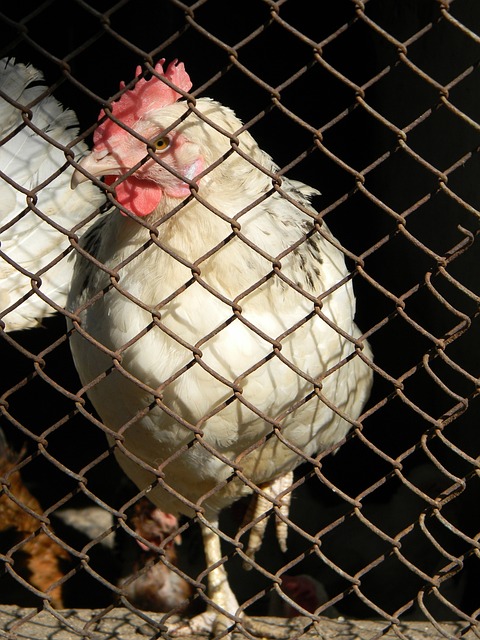 他们更倾向 他们更倾向